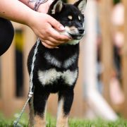 Fukamaru Go Yuukitohokori (FCI)