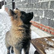 ALKOR S LUNEZHSKIKH GOR