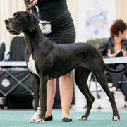 Calluna Hebargo - Great Dane 