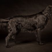 AJRA Czekoladowy Lizak