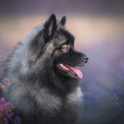 TULSKIY SAPPHIRE TATYANY ARNELLA