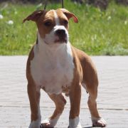 No One Like You z Wiślanego Portu