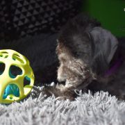 PROCOP Diamnd Lamb 4