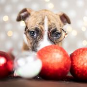 TOOTSIE Because of Crazy Time 