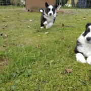 FRODO Janowicka Dolina, FROLIC Janowicka Dolina