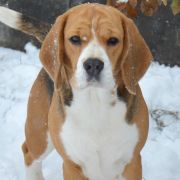 KETTY KISMET DARLING JOY