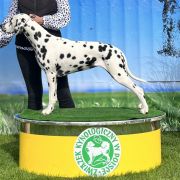 DUNCANSBY SPOTTED LORETTA