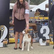 URANIA Pokerowy Żywot 