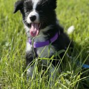 A' MILKY WAY Borderowe Roztocze