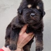 ICEMAN Arhat