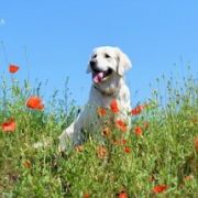 Ch.Pl Amberlie Angelonato