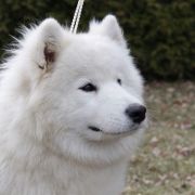 Laveli Endzhel GERDA