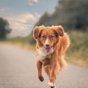 MidnightFlash Sweetbilberry FCi