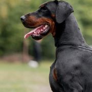 RANGER RON Błękitny Kanion FCI 