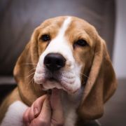 Small Sky Henry Golden Delicious