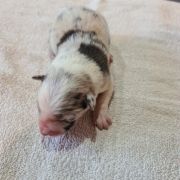 Bąbel Bubusiowo FCI