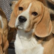 QUINCENA QUESTA DARLING JOY