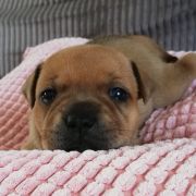 BRANDY Horseradish Gang Staff