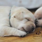 Czarne i żółte szczenięta 