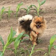 SWEET SCARLETT Baltipom