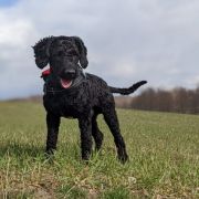 KORFU Pies de Perro (FCI)