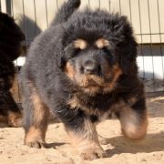 DRAGE RHAEGAL Airawata