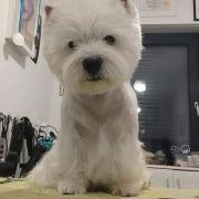 Lover Masaradee Flow