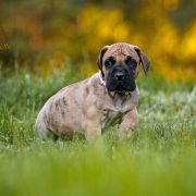 CLEOPATRA DOLCE VENDETTA FCI 