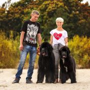 Melisa Beautiful Great Dane FCI