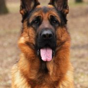 Morphine Team Carrera