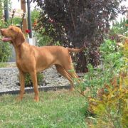 Kayla - Asta z Doliny Brzeznicy