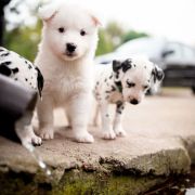 AJUGA z Łaciatej Krainy