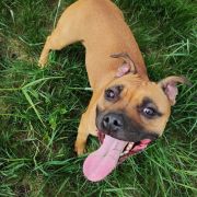 Cherry Lady Avia Cerasis