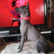 Rosa Maria ESPINOZA MEX FCI