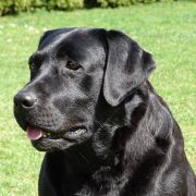 FRIDA CARO F.D.B. FCI