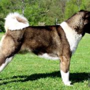 Triumf Sibiri VAIS VSEGDA PERVIY