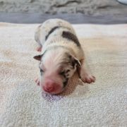 Bąbel Bubusiowo FCI