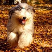 NO I UDAŁO SIĘ! Bobicowo FCI