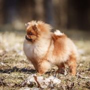 DRACON iz Sytnogo Dvora