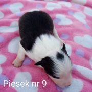 piesek 9