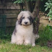 DREAM OF PORTHOS Collis Amores 