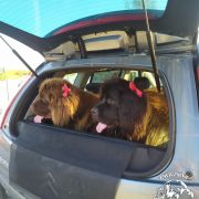 VINONA Cygańskie Niedźwiadki (FCI)