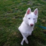 INDEPENDENT TAUN FOREST 