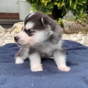 Lucyfer z Bratkowej Ohany