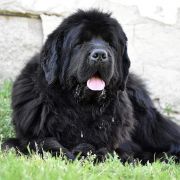 Felicia Beautiful Great Dane FCI