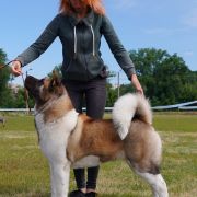 SIBERIAN HUNTER DAISY-BEAUTY