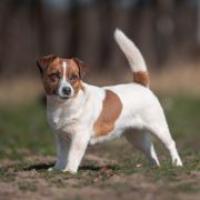 Akademia Pana Jacka LOZANNA