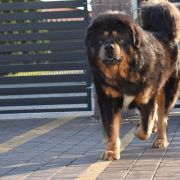 MISTER EKO Diabelski Uśmiech