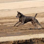 Akima Coloured Pearls 