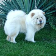 Black Kindom UNICUM UMA